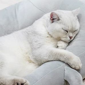 Winter Cozy Seal Pet Bed